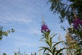 Blooming Willow herb, Ivan tea on blue sky. Willow-herb meadow. willow-herb tea, Royalty Free Stock Photo