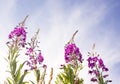 Blooming Willow herb, Ivan tea on blue sky. Willow-herb meadow. willow-herb tea, Royalty Free Stock Photo