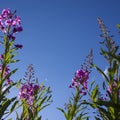 Blooming Willow herb, Ivan tea on blue sky. Willow-herb meadow. willow-herb tea, Royalty Free Stock Photo
