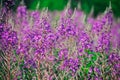 Blooming Willow-herb meadow. Chamerion Angustifolium, Fireweed, Rosebay, Willowherb