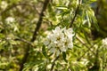 Blooming Willow-leaved Pear ,Pyrus salicifolia, is a species of pear