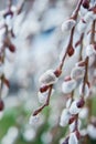 Blooming Willow. Salix caprea.