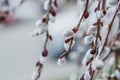 Blooming Willow. Salix caprea.