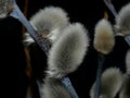 Willow Salix caprea branches with buds before flowering Royalty Free Stock Photo