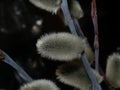 Willow Salix caprea branches with buds before flowering Royalty Free Stock Photo