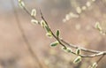 Blooming willow in springtime