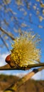 blooming willow tree against the blue sky in spring Royalty Free Stock Photo