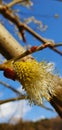 blooming willow tree against the blue sky in spring Royalty Free Stock Photo