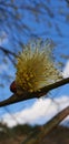 blooming willow tree against the blue sky in spring Royalty Free Stock Photo