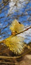 blooming willow tree against the blue sky in spring Royalty Free Stock Photo