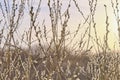 Blooming willow tree branches against the background of the sunset sky. Royalty Free Stock Photo