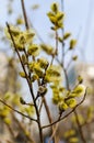 Blooming Willow Tree in a Spring Park Royalty Free Stock Photo