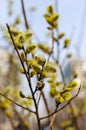 Blooming Willow Tree in a Spring Park Royalty Free Stock Photo