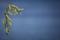 Blooming willow twig and furry willow-catkins