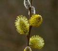 Blooming willow twigs and furry willow-catkins