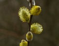Blooming willow twigs and furry willow-catkins