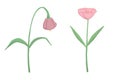 blooming and wilted pink flower, sad and happy, emotion, mental health, healthly and unhealthy, good and bad