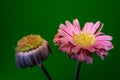 Blooming and Wilting Gerbera on Green