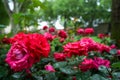Blooming and wilting red rose flowers with rain water droplet on petals on blurred green leave garden bokeh background on rainy Royalty Free Stock Photo