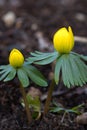 Blooming Winter Aconite Royalty Free Stock Photo