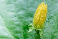 Blooming winter melon flower. Royalty Free Stock Photo