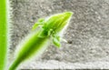 Blooming winter melon flower. Royalty Free Stock Photo