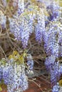 Blooming wisteria branch spring, buds, flowers