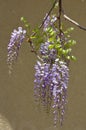 Blooming wisteria background on a wall in a garden