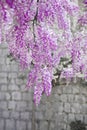 Blooming wisteria flower purple arch nature background.