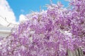 Blooming wisteria flower purple arch over blue sky, nature background.