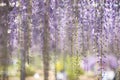 Blooming wisteria flower