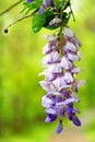 Blooming wisteria hanging from branch