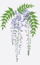Blooming wisteria with leaves, vector