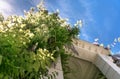 Blooming wisteria lilac vine blossoms climbing along the top of pavilion and its white stone columns on a sunny spring day. Royalty Free Stock Photo