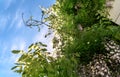 Blooming wisteria lilac vine blossoms climbing along the top of pavilion and its white stone columns on a sunny spring day. Royalty Free Stock Photo