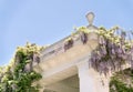 Blooming wisteria lilac vine blossoms climbing along the top of pavilion and its white stone columns on a sunny spring day. Royalty Free Stock Photo