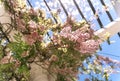 Blooming wisteria lilac vine blossoms climbing along the top of pavilion and its white stone columns on a sunny spring day. Royalty Free Stock Photo