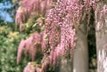 Blooming wisteria pink vine blossoms climbing along the top of pavilion and its white stone columns on a sunny spring day. Natural Royalty Free Stock Photo