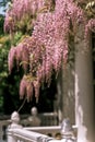 Blooming wisteria pink vine blossoms climbing along the top of pavilion and its white stone columns on a sunny spring day. Natural