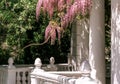 Blooming wisteria pink vine blossoms climbing along the top of pavilion and its white stone columns on a sunny spring day. Natural Royalty Free Stock Photo