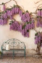 Blooming wisteria plants on a background of a house wall with a bench. Wisteria in full bloom in a peaceful corner of the garden w