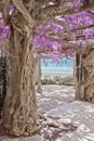 Blooming wisteria tree, flowers purple arch nature background. O Royalty Free Stock Photo