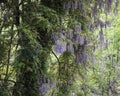 Blooming wisteria in a tree