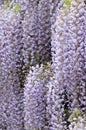 Blooming wisteria vine