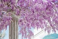 Blooming Wisteria violet flower with white column, spring purple Royalty Free Stock Photo