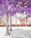Blooming Wisteria violet flower with white column, spring purple