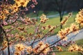 Blooming witch hazel, hamamelis intermedia in the park