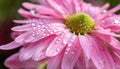 Blooming Wonders: Captivating Pink Daisy Flowers in Full Bloom AI-Generated Macro Photography