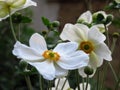 Blooming Wood Anemone, Anemone Nemorosa blooming buds. Summer white garden flowers with green leaves on blurred background.