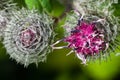 Blooming wooly burdock, arctium tomentosum, macro, selective focus